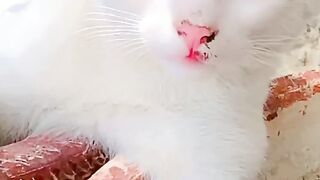 Naughty cat playing