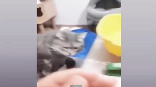 Funny dogs and cats ????????❤️ funniest animals