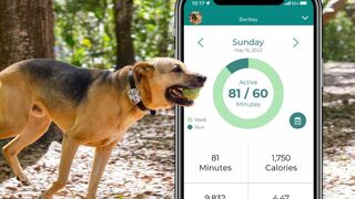 Top 3 Best Dog collar