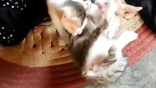 Tik Tok Cat Funny video compilation