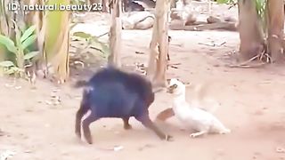 New funny clip # Best funny videos / latest funny scene 2023