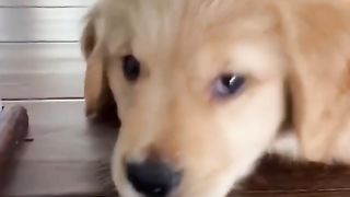 Funniest Doggos of TikTok