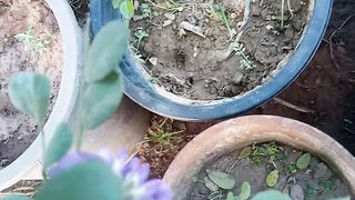 Sephora fragrance plant