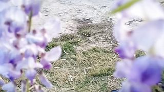 Wisteria vine