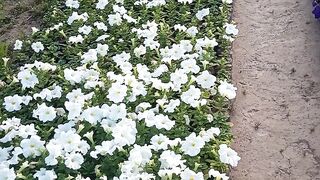 Petunias different colours