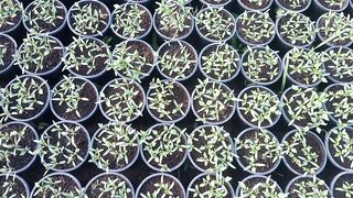 Brinjal seedlings
