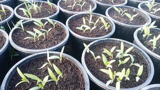 Brinjal round seedling