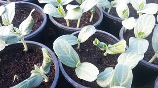 Pumpkin seedling