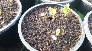 Bitter guard seedling