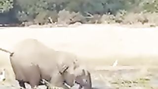 elephant enjoy with water