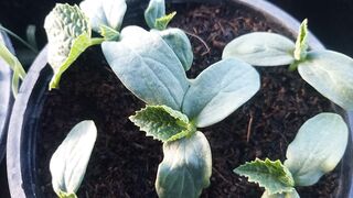 Cocumber seedling