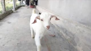 animal kid
