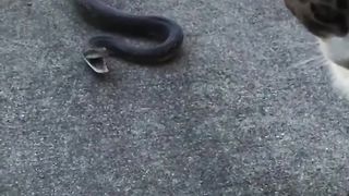 Funny cats and kittens 2