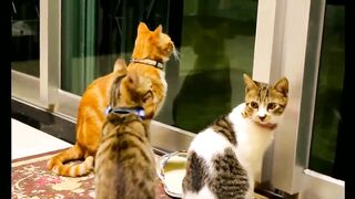 Cat funny video 2