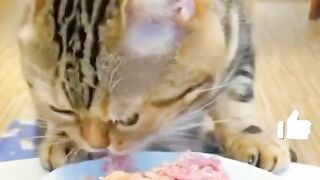 Cats love eating