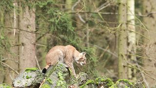 A wild cat waiting in an ambush
