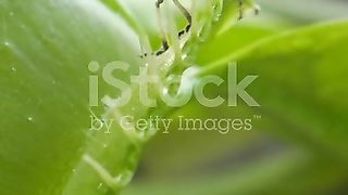 Venus flytrap attacking its food