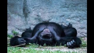 TRY NOT TO LAUGH ???? Best Funny Videos Compilation ???????????? PART 1