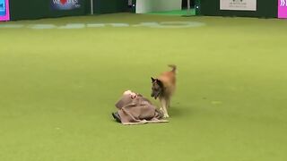 Amazing dog performs