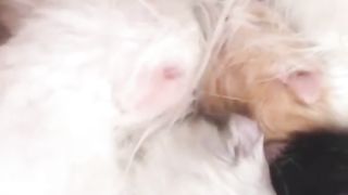 New born kittens
