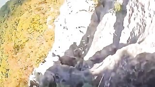 Man vs wild
