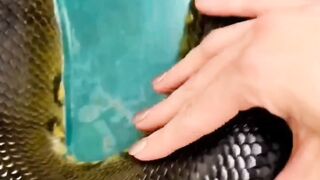 Snake on the head