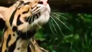 various predators across the world