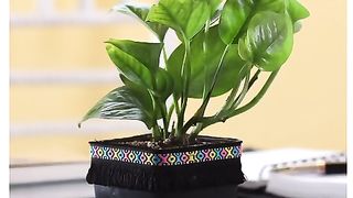 Beautiful House Plant