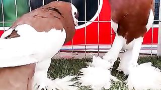 Beautiful pigeon 2