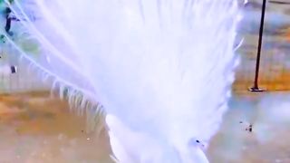 Beutiful Peacock Video