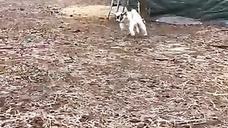 Goats kids.