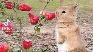 Rabbit 2