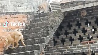 Monkey VS dog.