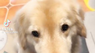 Pet Dog.