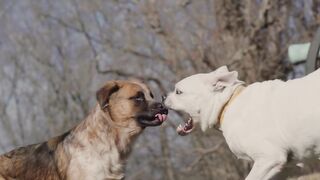 Dog Fight