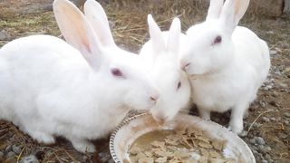 Rabbit farming at home