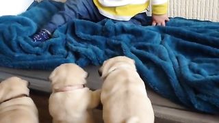 Pug puppies want to play with Louie!