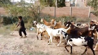 Meri Sham Ki Routine ???? |Pakistan  Village Vlogs | Ayesha Village