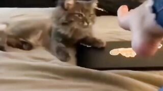 Nice video and the kids and nice animals