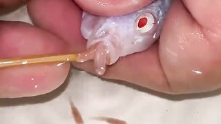 WHITE PRINCESS FISH