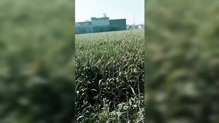 Wheat Crops