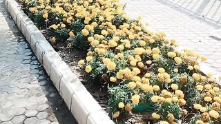 Ghala#mandy#multan#like#my video 2