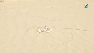 Survival desert challenge between fox and snake
