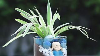 Spider Plant garden