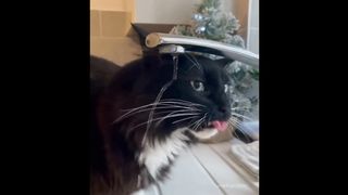 Baby Animals Videos Compilation