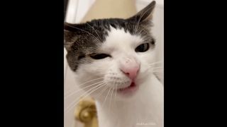 cat is eating in funny way