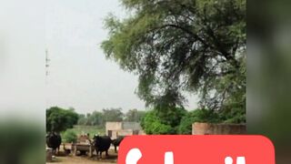 دیہات کی خوبصورتی اور قدرتی مناظر ۔سادہ لوگ۔