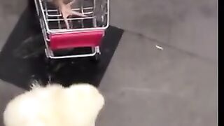 Two little chickens going for shopping