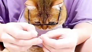 funny cat 3