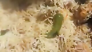 BBQ Chicken Biryani